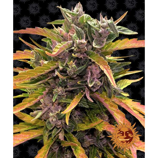 Gorilla Glue Auto Gorilla Glue Auto